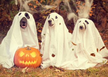 dogs in halloween costumes